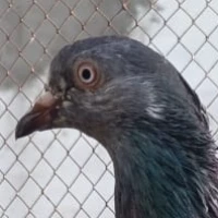 شہباز گجر اینڈ کلیم اللہ گجر رسول پور