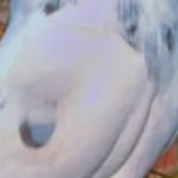 حسنین حیدر رجوعہ