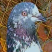 طیب گجر اینڈ عدیل گجر رسول پور